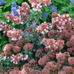 ABELIA grandiflora 'Raspberry Profusion'® - Abélia nain rose