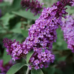 BUDDLEJA davidii 'Flutterby Lavender' ® - Arbre aux papillons