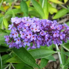 BUDDLEJA davidii 'Flutterby Peace' ® - Arbre aux papillons nain