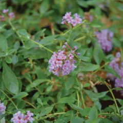 BUDDLEJA davidii 'Flutterby Peace' ® - Arbre aux papillons nain