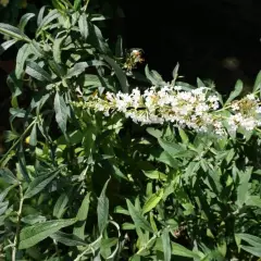 BUDDLEJA davidii 'Flutterby White' ® - Arbre aux papillons nain