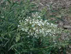 BUDDLEJA davidii 'Flutterby White' ® - Arbre aux papillons nain