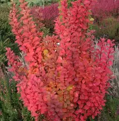 BERBERIS thunbergii 'Pow Wow' - Epine vinette de Thunberg