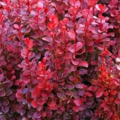 BERBERIS thunbergii 'Red Tower'® - Epine vinette