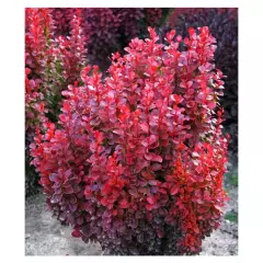 BERBERIS thunbergii 'Red Tower'® - Epine vinette