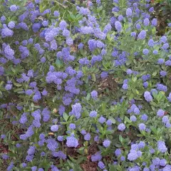 CEANOTHUS 'Julia Phelpe' - Céanothe, Lilas de Californie