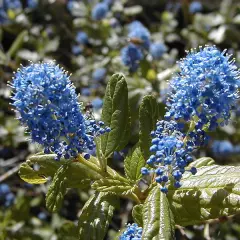 CEANOTHUS 'Julia Phelpe' - Céanothe, Lilas de Californie