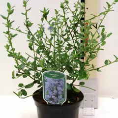 CEANOTHUS 'Delight' - Céanothe