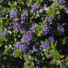 CEANOTHUS 'Emily Brown' - Céanothe, Lilas de Californie