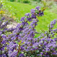 CEANOTHUS 'Emily Brown' - Céanothe, Lilas de Californie