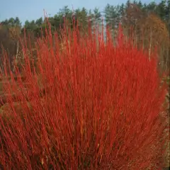 CORNUS sericea 'Cardinal' - Cornouiller stolonifère