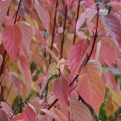 CORNUS sericea 'Cardinal' - Cornouiller blanc