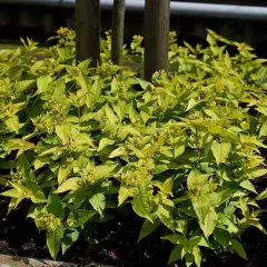 DIERVILLA rivularis 'Honeybee' ®('Diwibru01' ®) - Diervillé