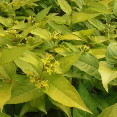 DIERVILLA rivularis 'Honeybee' ®('Diwibru01' ®) - Diervillé
