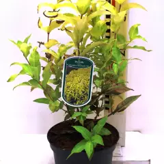 DIERVILLA rivularis 'Honeybee' ®('Diwibru01' ®) - Diervillé