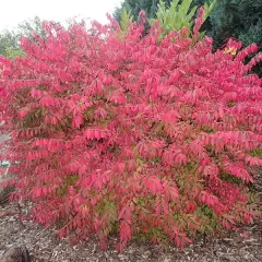 EUONYMUS alatus 'Blade Runner' - Fusain ailé