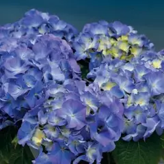 HYDRANGEA macrophylla 'Lavbla' - Hortensia Bleu