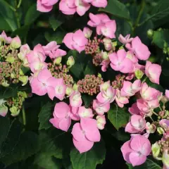 Hydrangea macrophyla 'Messelina' - Hortensia