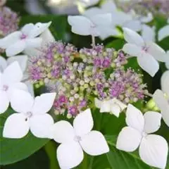 Hydrangea macrophylla 'Teller Snow' - Hortensia