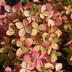 HYDRANGEA paniculata 'Pastelgreen' - Hortensia paniculé