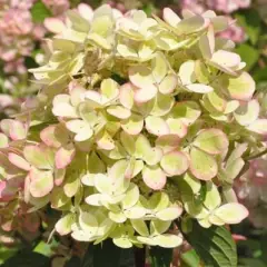 HYDRANGEA paniculata 'Pastelgreen' - Hortensia paniculé