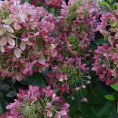 HYDRANGEA paniculata 'Pastelgreen' - Hortensia paniculé