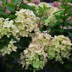 HYDRANGEA paniculata 'Pastelgreen' - Hortensia paniculé