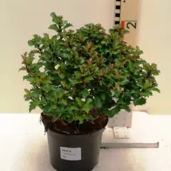 ILEX meserveae 'Little Rascal'® - Houx nain