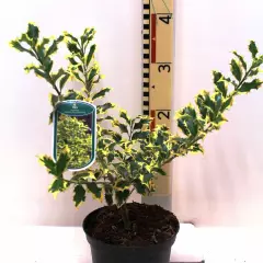 ILEX aquifolium 'Golden DJ' ® - Houx panaché