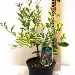 LIGUSTRUM lucidum excelsum Tricolor - Troème du Japon