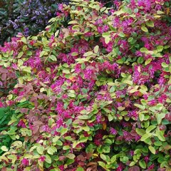 LOROPETALUM 'Daybreak's Flame'