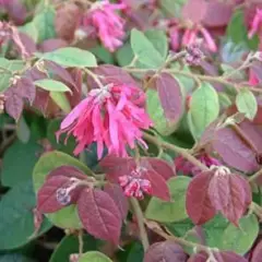 LOROPETALUM 'Ming Dynasty'