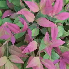 NANDINA domestica 'Blush Pink' ® - Bambou sacré rosé