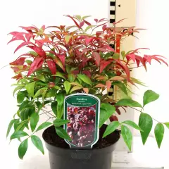 NANDINA domestica 'Blush Pink' ® - Bambou sacré rosé