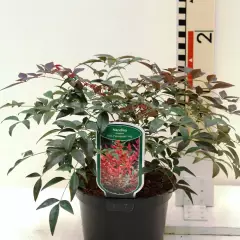 NANDINA domestica 'Flirt' ®('Murasaki'®) - Bambou sacré