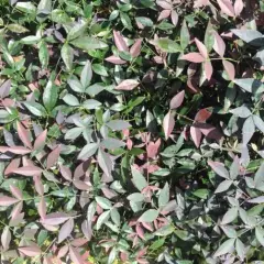 NANDINA domestica 'Flirt' ®('Murasaki'®) - Bambou sacré