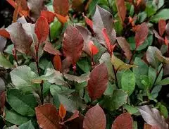 PHOTINIA fraseri 'Little Red Robin' - Photinia nain