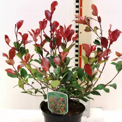 PHOTINIA fraseri 'Little Red Robin' - Photinia nain