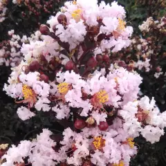 LAGERSTROEMIA indica Black Diamond 'Blush'® - Lilas des Indes