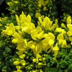 CYTISUS decubens - Genêt rampant