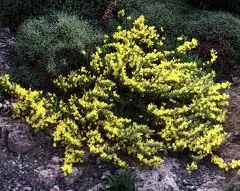 CYTISUS decubens - Genêt rampant