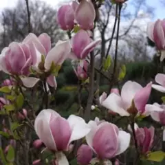 MAGNOLIA soulangeana 'Cameo' - Magnolia de Soulange