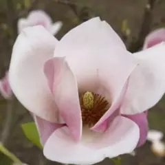 MAGNOLIA 'Cameo'