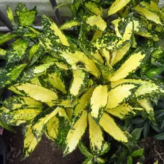 AUCUBA japonica 'Pictura'
