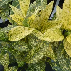 AUCUBA japonica 'Golden King'