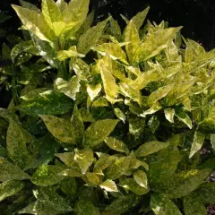 AUCUBA japonica 'Golden King'