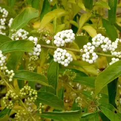 CALLICARPA bodinieri 'Leucocarpa' - Arbre aux bonbons blanc