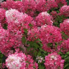 HYDRANGEA paniculata 'Diamant Rouge' - Hortensia paniculé