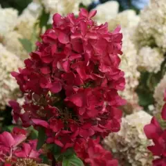 HYDRANGEA paniculata 'Diamant Rouge' - Hortensia paniculé