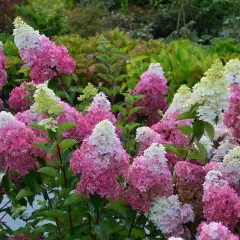 HYDRANGEA paniculata 'Sundae Fraise'® - Hortensia paniculé